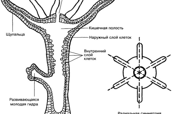 Кракен ссылка bazaonion com